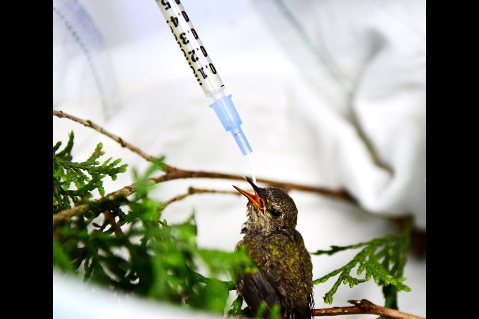 The Wildlife Rescue Association of B.C. is still accepting animals despite its hospital being unusable. The non-profit has partnered with other wildlife care groups and the Burnaby SPCA.