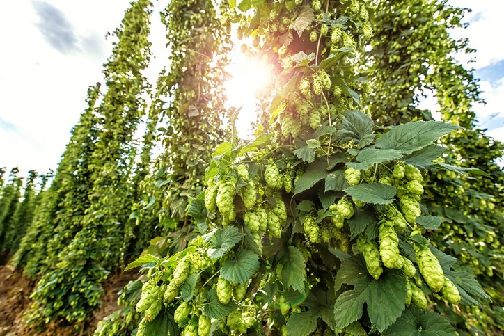 westender-growler-hops