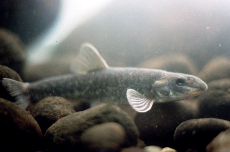 fish
