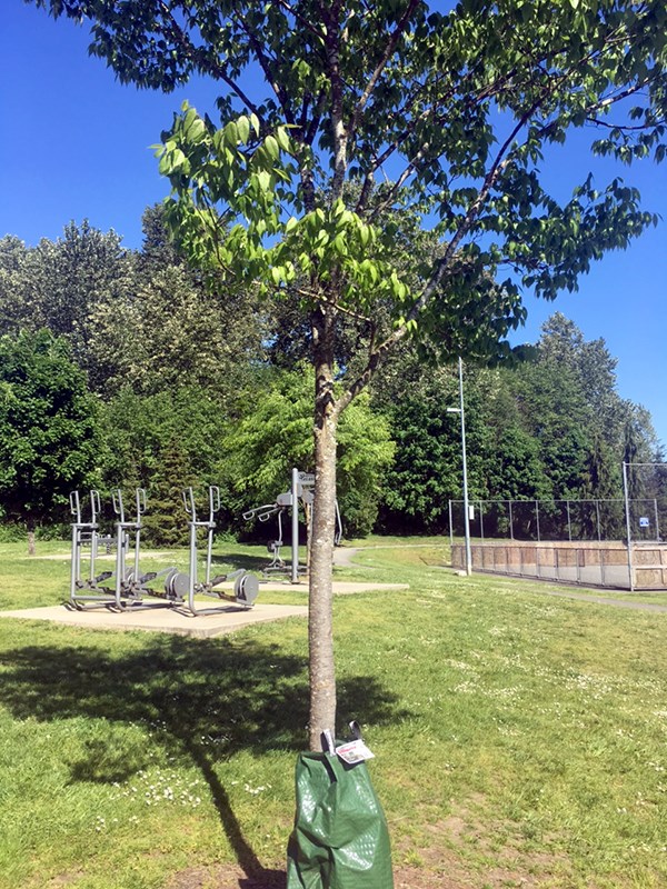Coquitlam tree