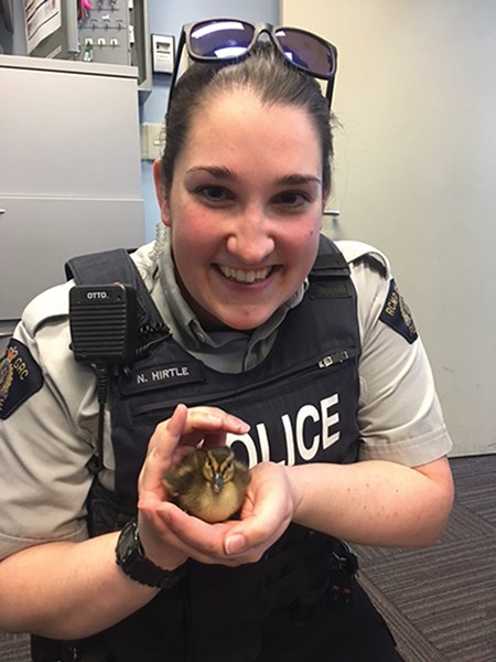 After being found in distress on the road, the ducklings managed to hitch a ride with RCMP officers.