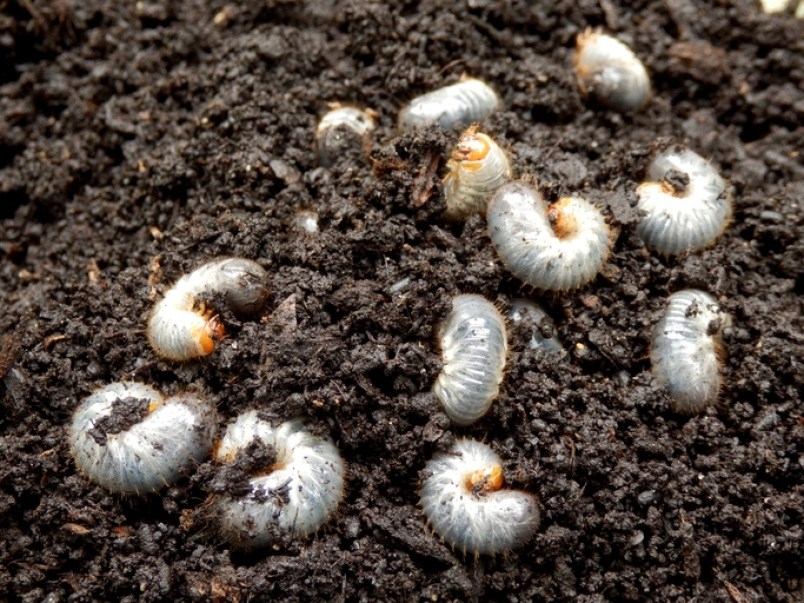 Chafer beetles