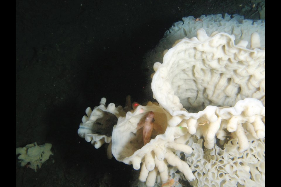 A fish finds shelter and food inside a glass sponge north of Vancouver Island. Photo: Sally Leys and Miriam O, Canadian Parks and Wilderness Society