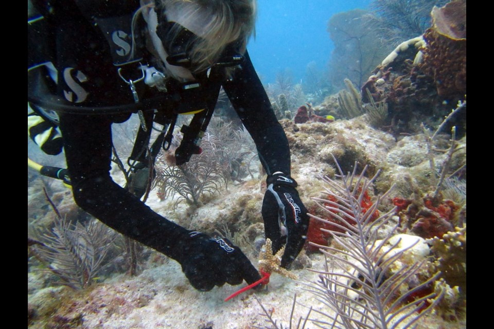 A diver plants a staghorn coral nursery off Key Biscayne, Fla. The coral is grown in underwater nurseries, then transplanted to a reef.