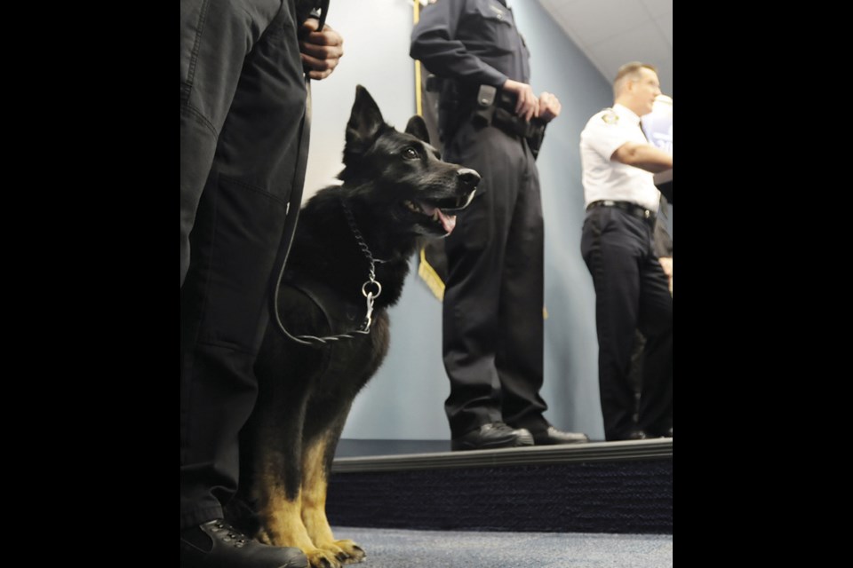 An incident last June involving a police dog, a skateboarder and a deep gash has sparked debate abut the role dogs play at the Vancouver Police Department.