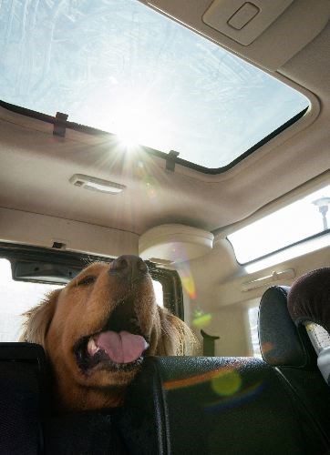 pets-and-cars.24_6232017.jpg
