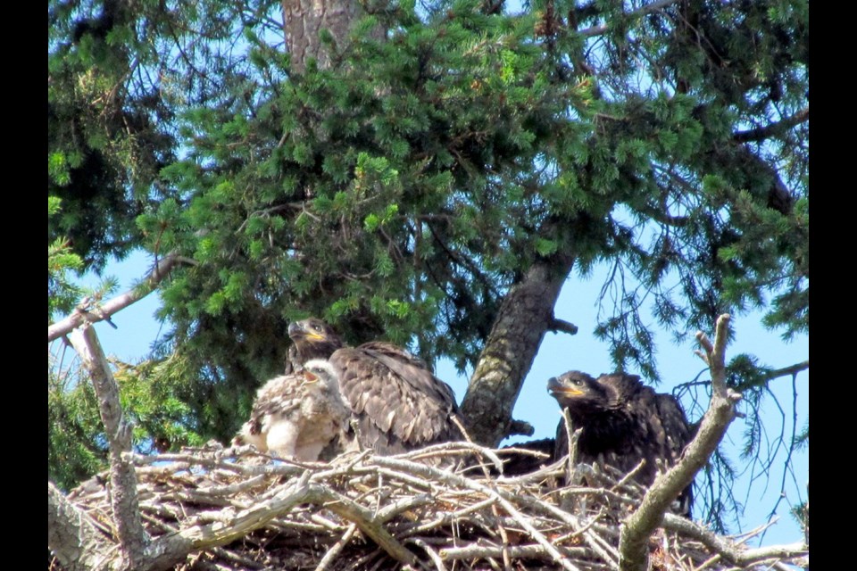 A young red-tailed hawk in an eagle nest in Roberts Bay.