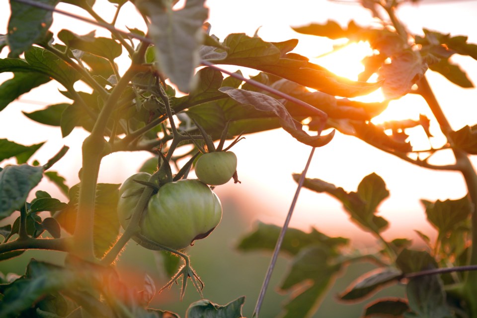 tomatoes