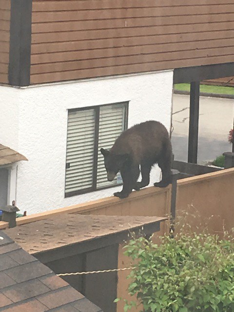 bear
