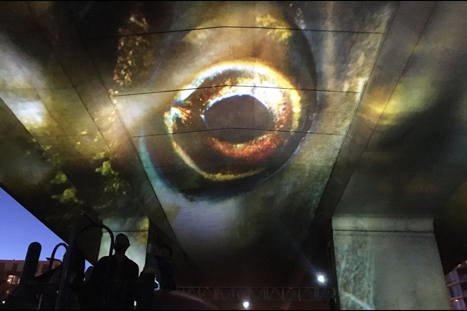 In a hauntingly evocative art installation, video footage of spawning salmon is projected on the underside of the Cambie Bridge five nights a week at dusk.