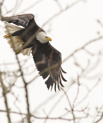 An eagle rests on a man-made structure near Lafarge Aggregates and Concrete¹s Port Metro Vancouver site on the city¹s East Side.