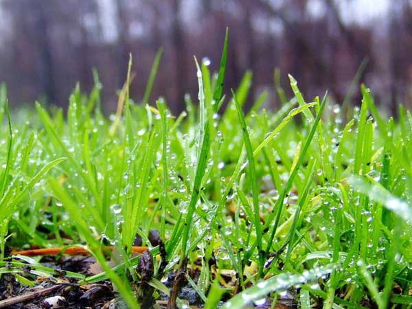 grass