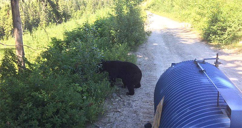 Bear