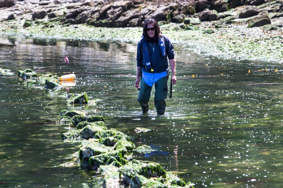 Cowichan Tribes cultural worker Harold Joe walks along the edge of the clam garden wall.