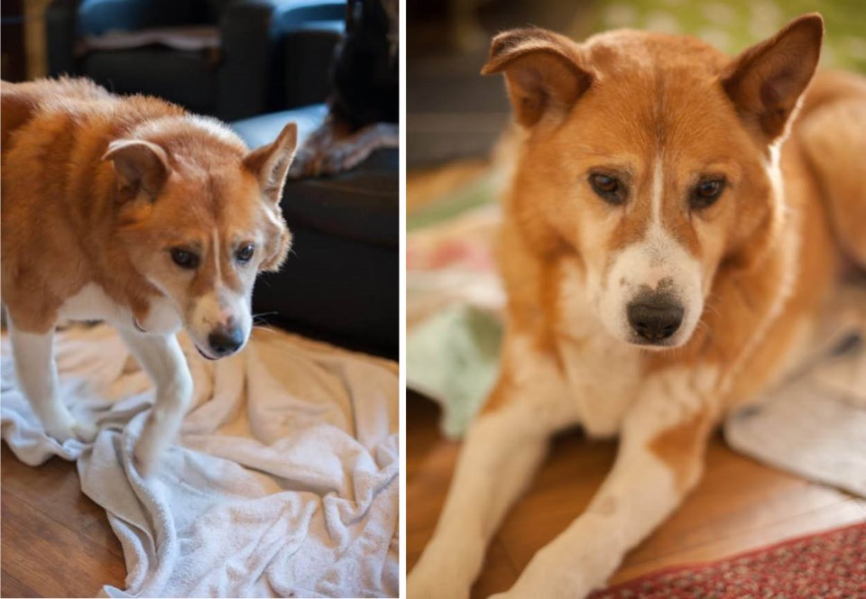 pets 0706