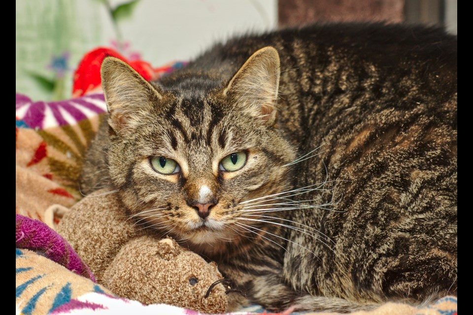 Smokey is an eight-year-old brown tabby.