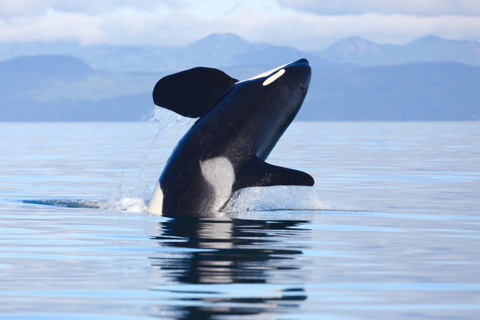 orca 0706