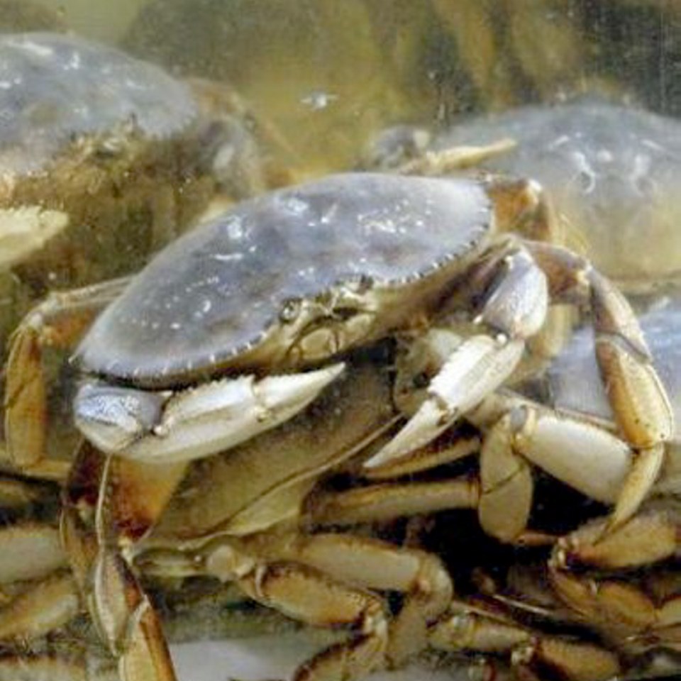 crab-10302.jpg