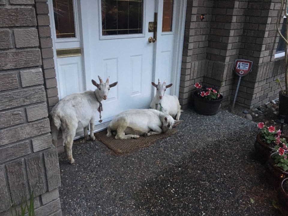 goats