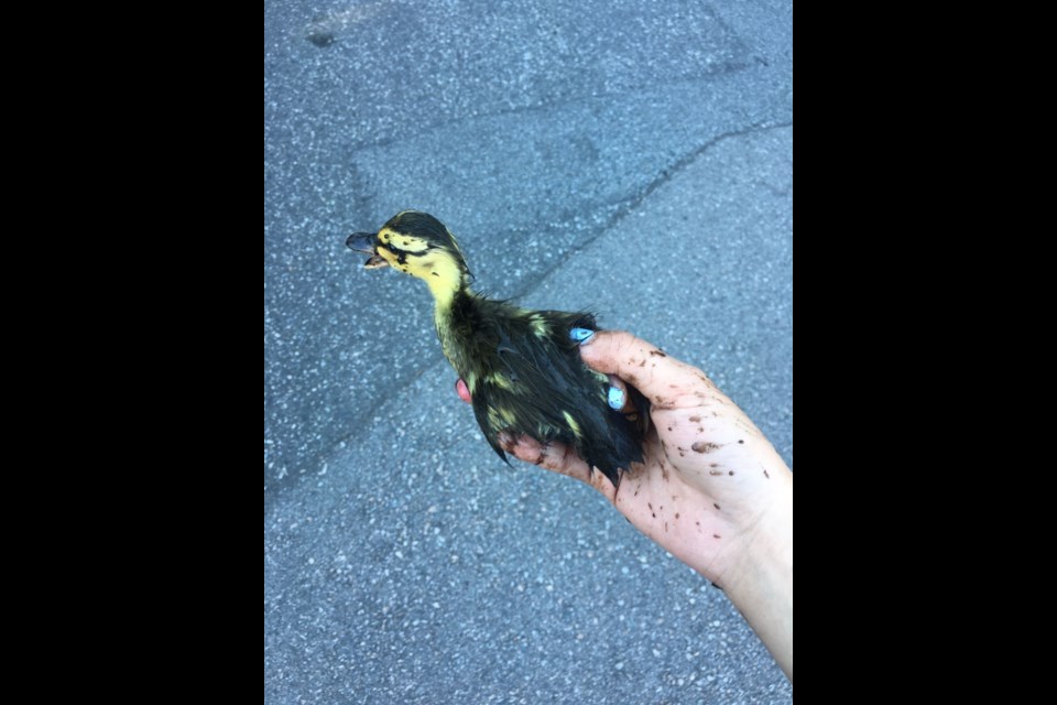 14 ducklings were rescued from a deep drain by a Richmond Mountie