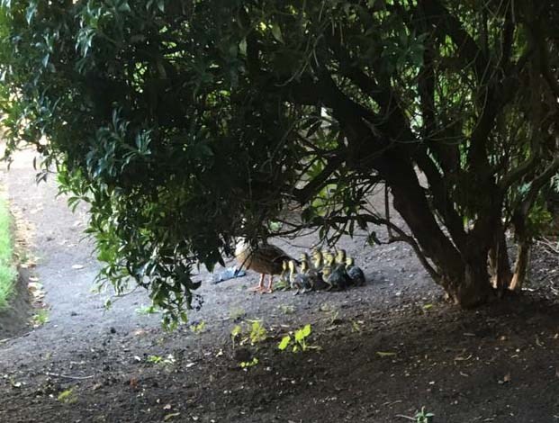 ducks