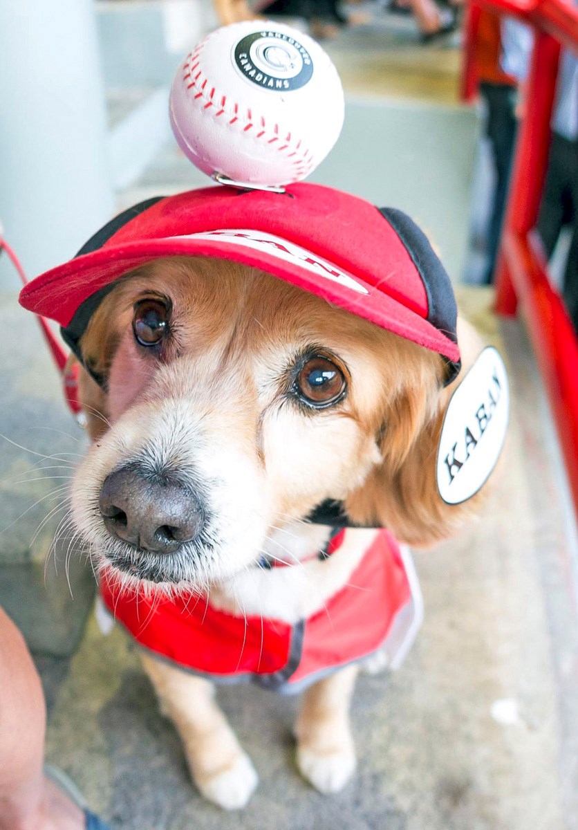 The annual Do Day of Summer at Nat Bailey Stadium is July 13.
