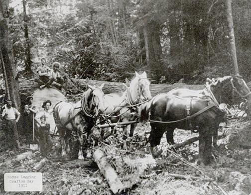 This is what logging looked like on Bowen 100 years ago. The most recent round of commercial logging on Bowen Island was done on roughly 9 hectares of land in Hood Point West in 1991. Enrique Sanchez from BC Timber Supply estimates that 4,500 cubic meters of lumber would have been removed at this time, over a period of nine months.
