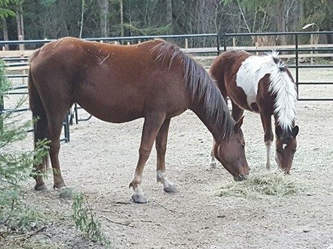 Horses