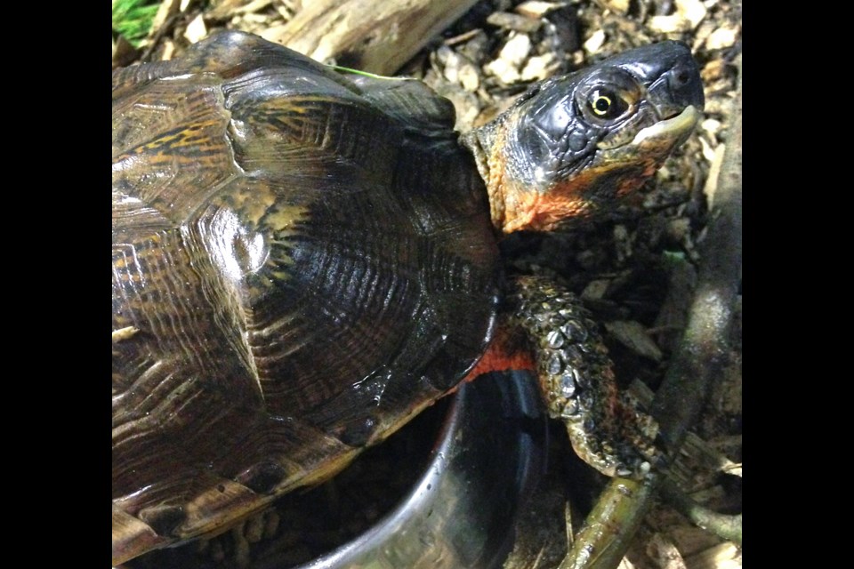 Burnaby, an endangered wood turtle found in the middle of a Burnaby street, basks in its new surroundings at an animal rescue in Southern Ontario.
