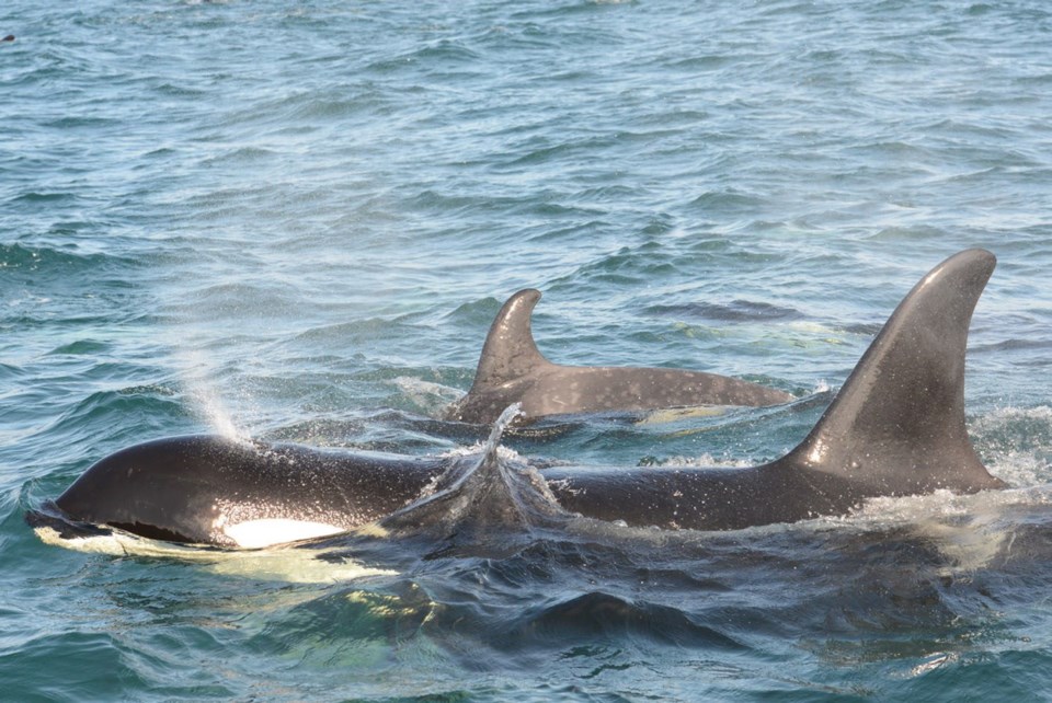 orca Springer-01.jpg