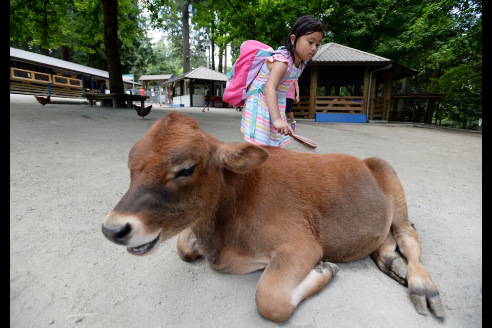 Coeli Lagura brushes Mason the steer at the Queen's Park petting farm.