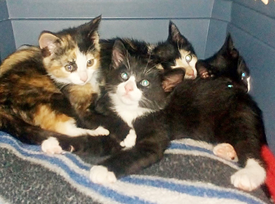 pets 0713