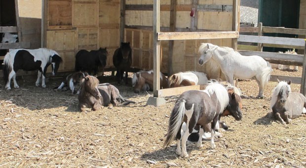 Many miniature horses have found refuge from the wildfires at Taisce Stables in East Delta.