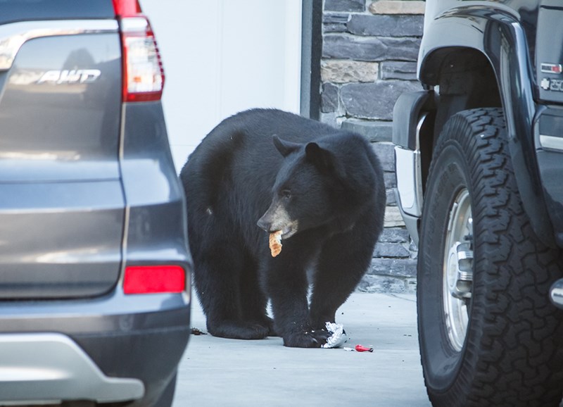 This curious bear is rewarded with dinner — but dining off human garbage could lead to his demise, if he hangs around in the neighbourhood and causes problems.