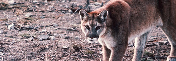 Cougar