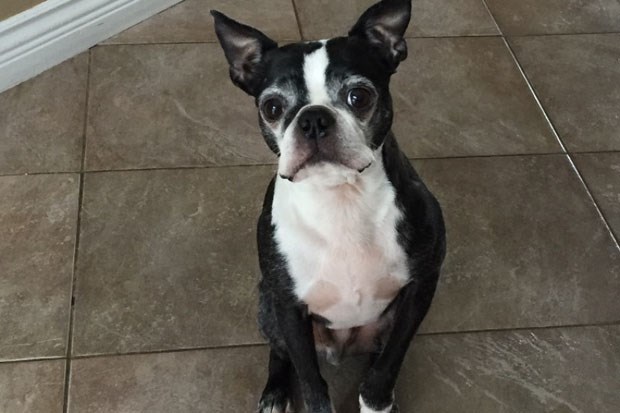 A gofundmepage at: https://www.gofundme.com/help-fund-bunkers-leg-surgery has been started after a 14-year-old Boston Terrier by the name of Bunker was hit by a car on Friday night. The driver of the vehicle didn't stop at the accident scene on Ladner Trunk Road near the Otter Co-Op gas station. The Ladner dog owners have turned to social media to help pay for the mounting vet bills.