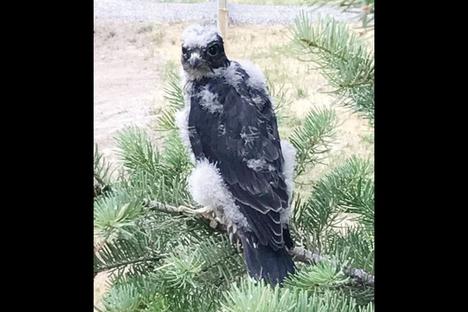 Merlin the falcon has found refuge at OWL headquarters in East Ladner.