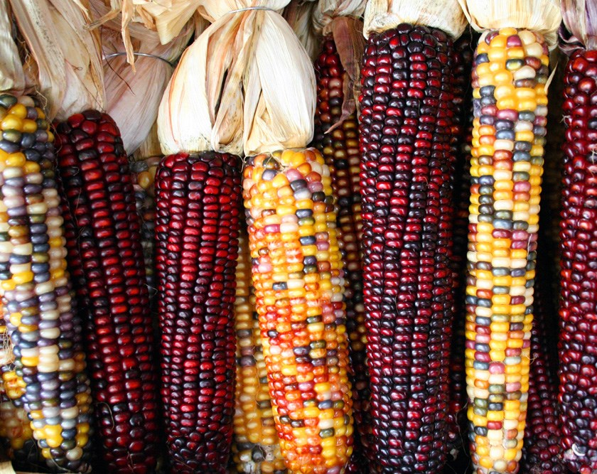 maize