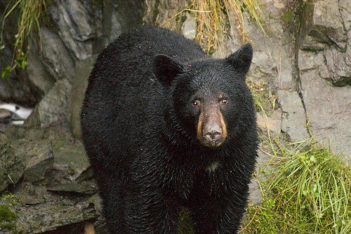 black bear