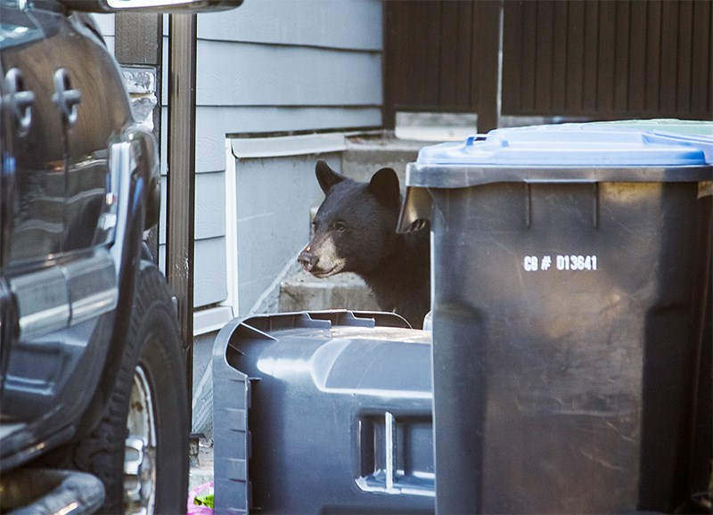 Bear in garbage
