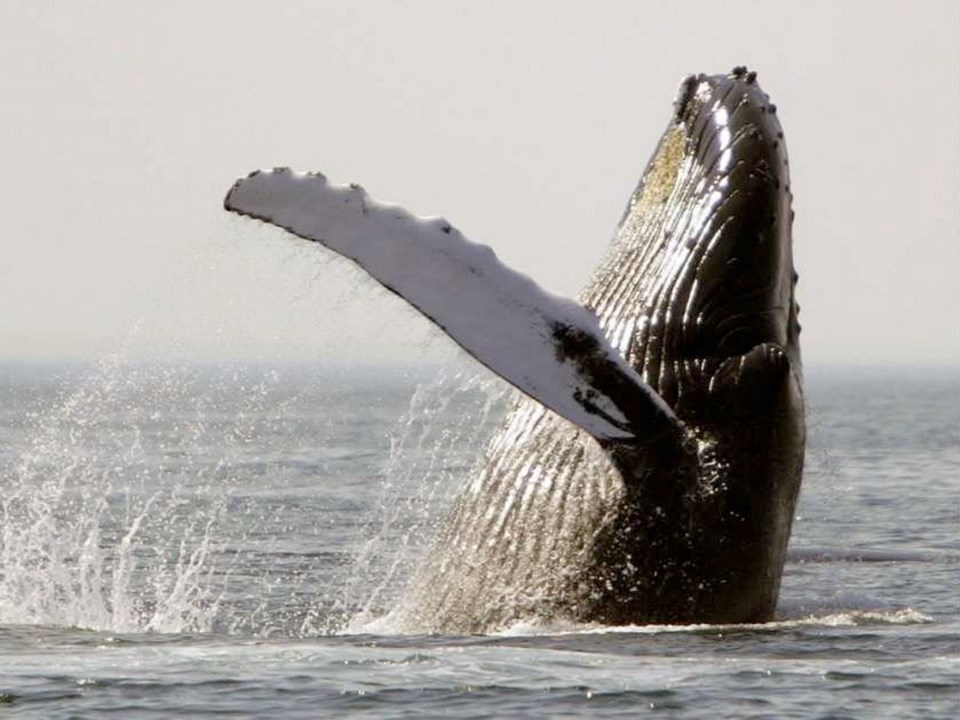 0811-whale.jpg