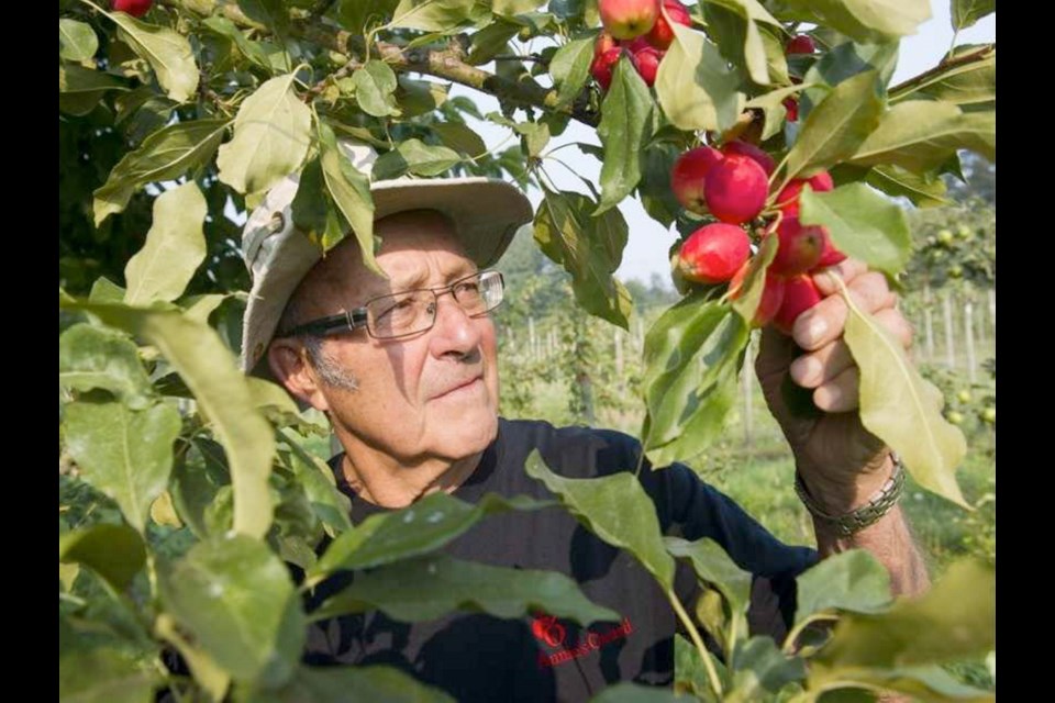 Jim Rahe, with Dolgo crab apples, in Annie's Orchard at Langley. He is one of the few B.C. apple growers growing heritage and old-apple varieties.