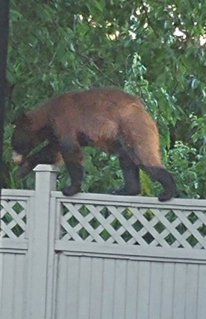 bear