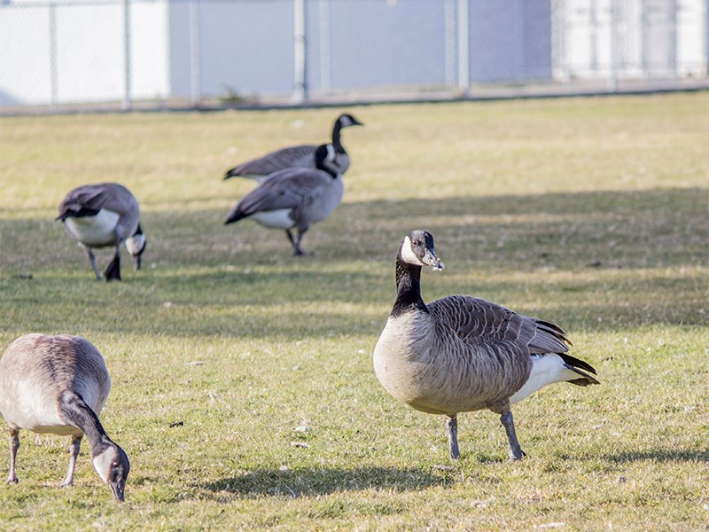 geese