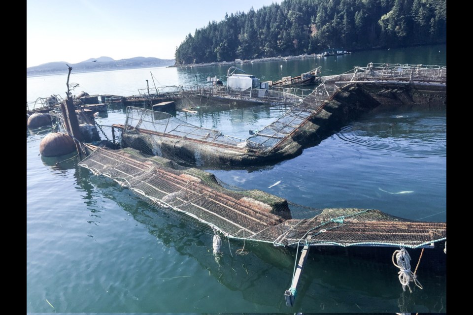 The damaged Cooke Aquaculture net pen near Cypress Island in Washington state.