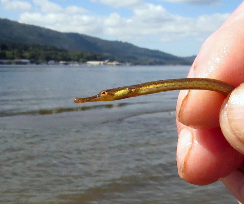 Pipefish