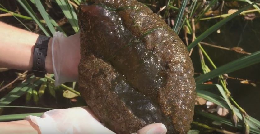 This 'chunk of goo', otherwise known as a bryozoan, was discovered in a biofiltration pond that's part of Stanley Park's Lost Lagoon.