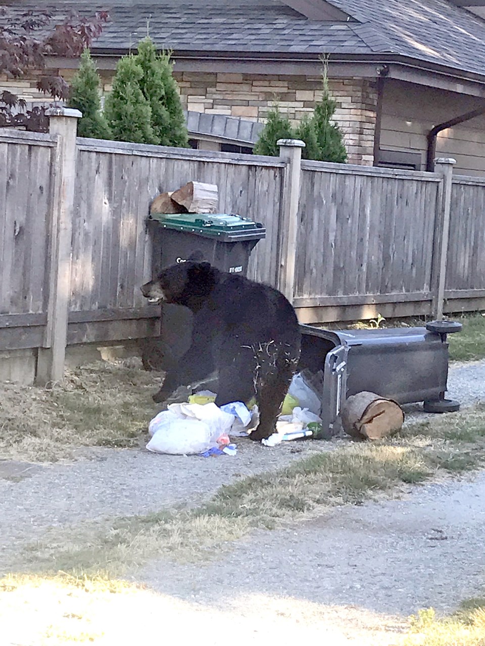 bear