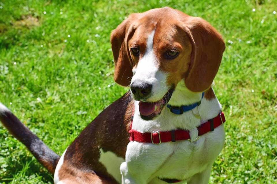 pets 0831