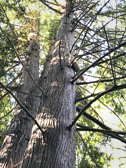 A cat is stranded about 25 feet up a tree in Robert Burnaby Park.